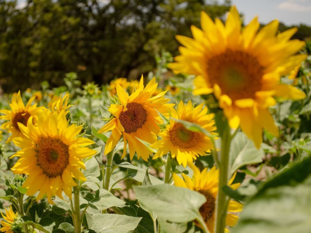 santuario de girasoles cerca de cdmx