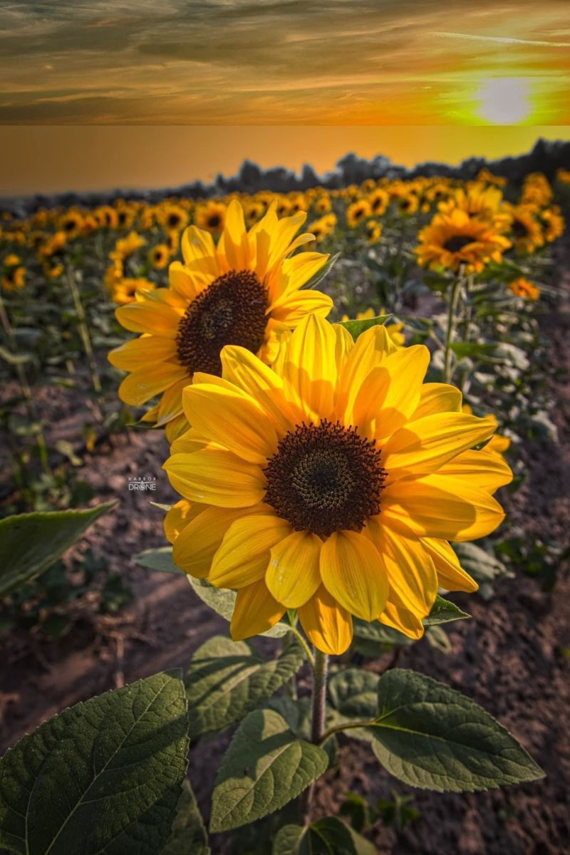 Descubre el santuario de girasoles a solo 2 horas de la CDMX (para unas fotos envidiables)