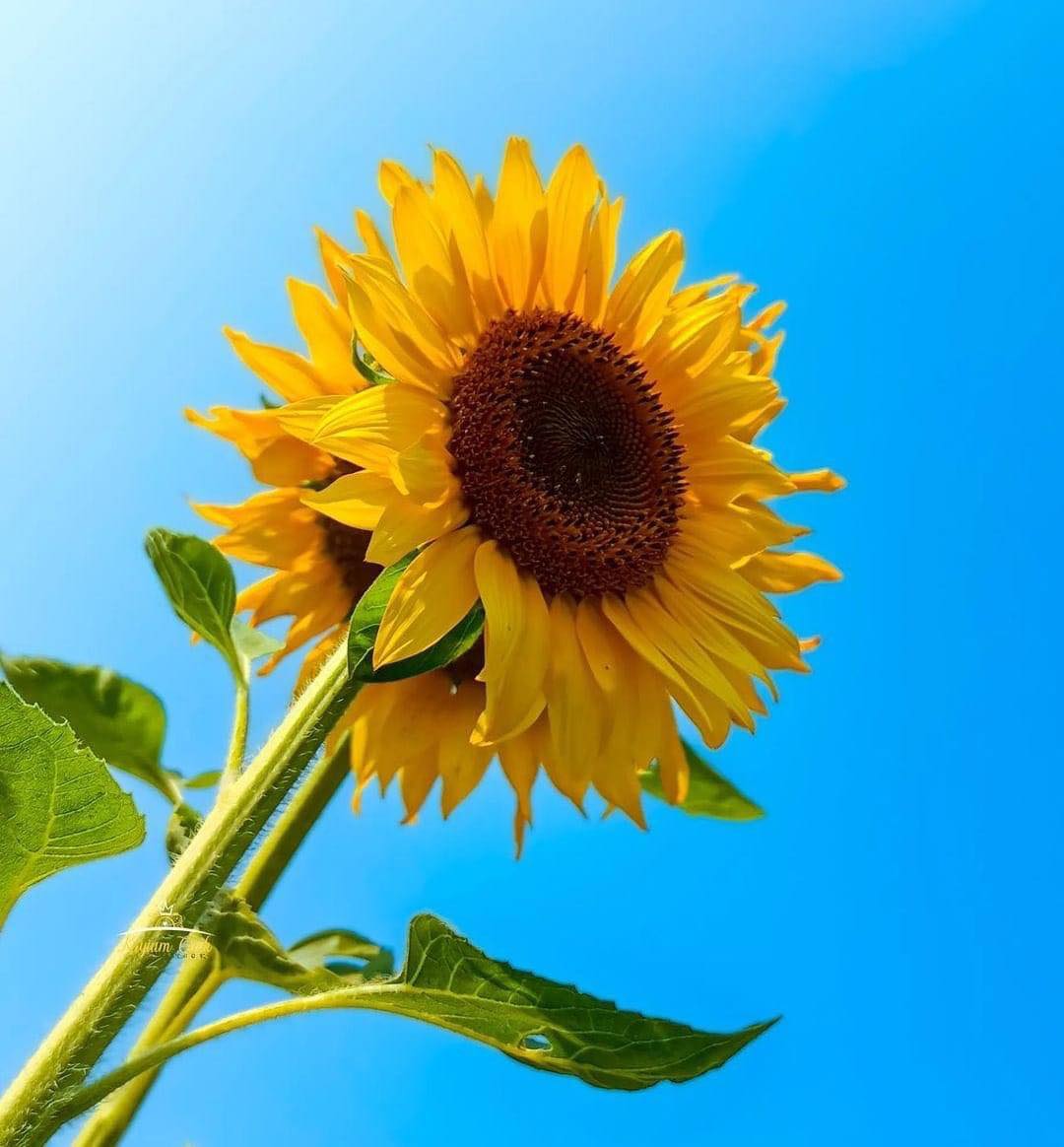 santuario de girasoles cerca de cdmx