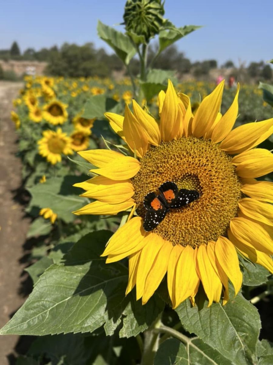 santuario de girasoles cerca de cdmx