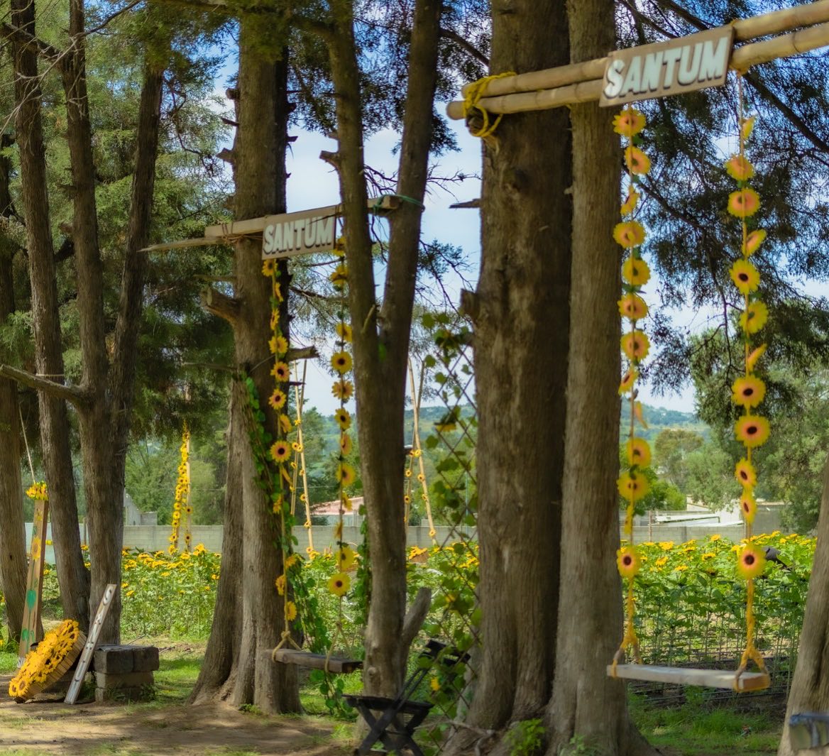 santuario de girasoles cerca de cdmx