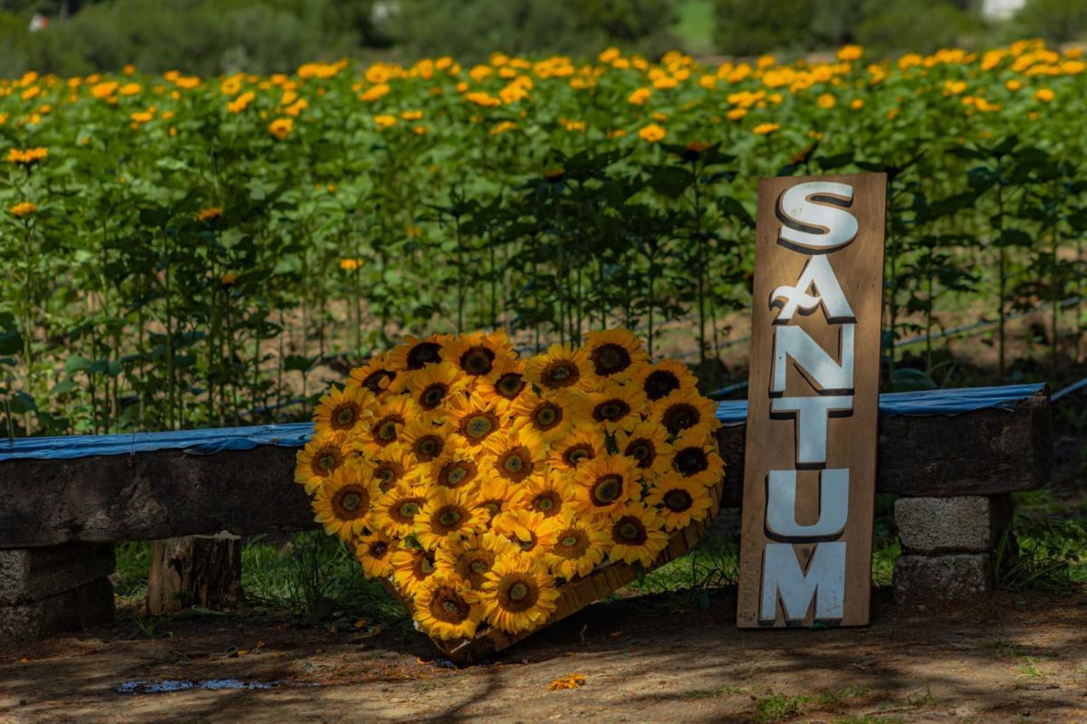 santuario de girasoles cerca de cdmx