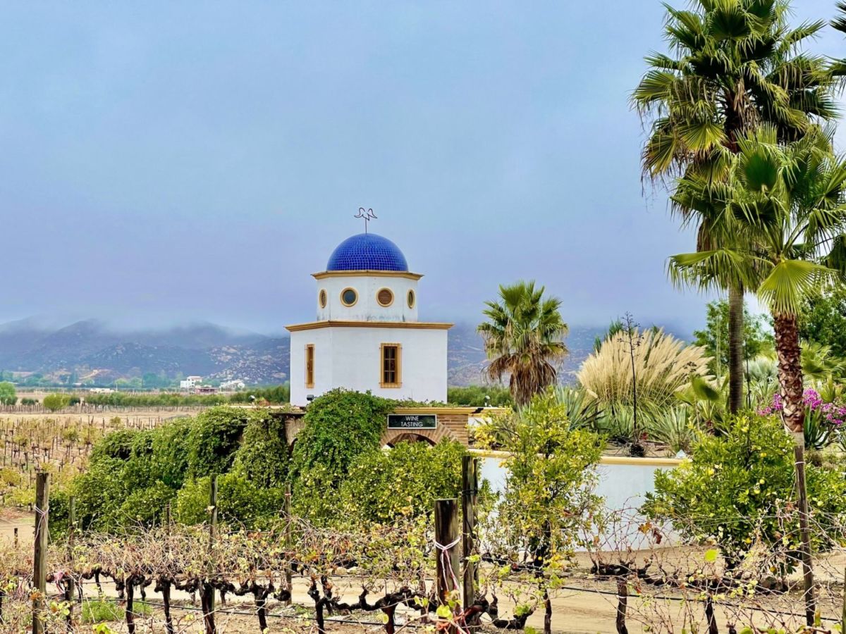 viñedos en mexico