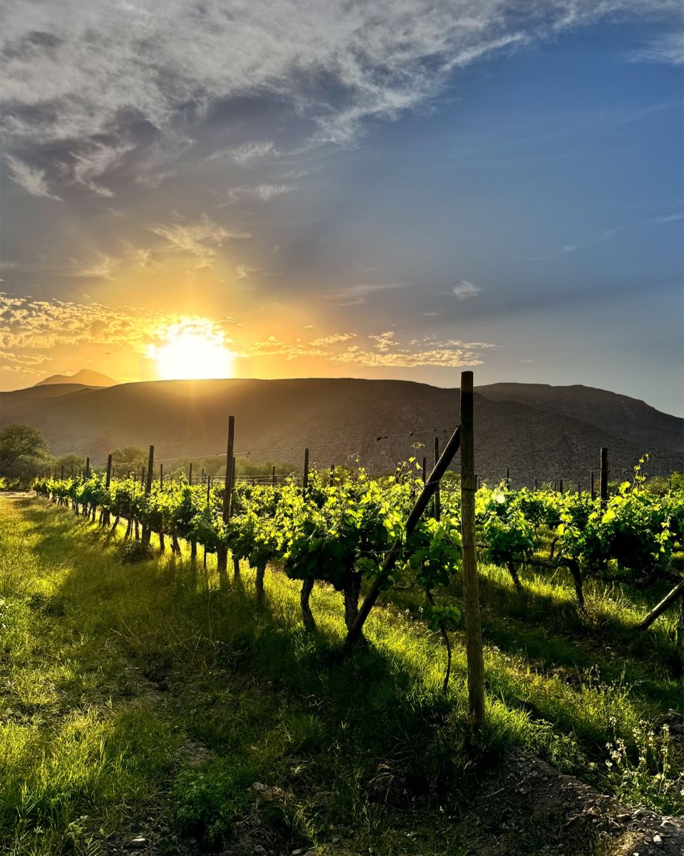 viñedos en mexico