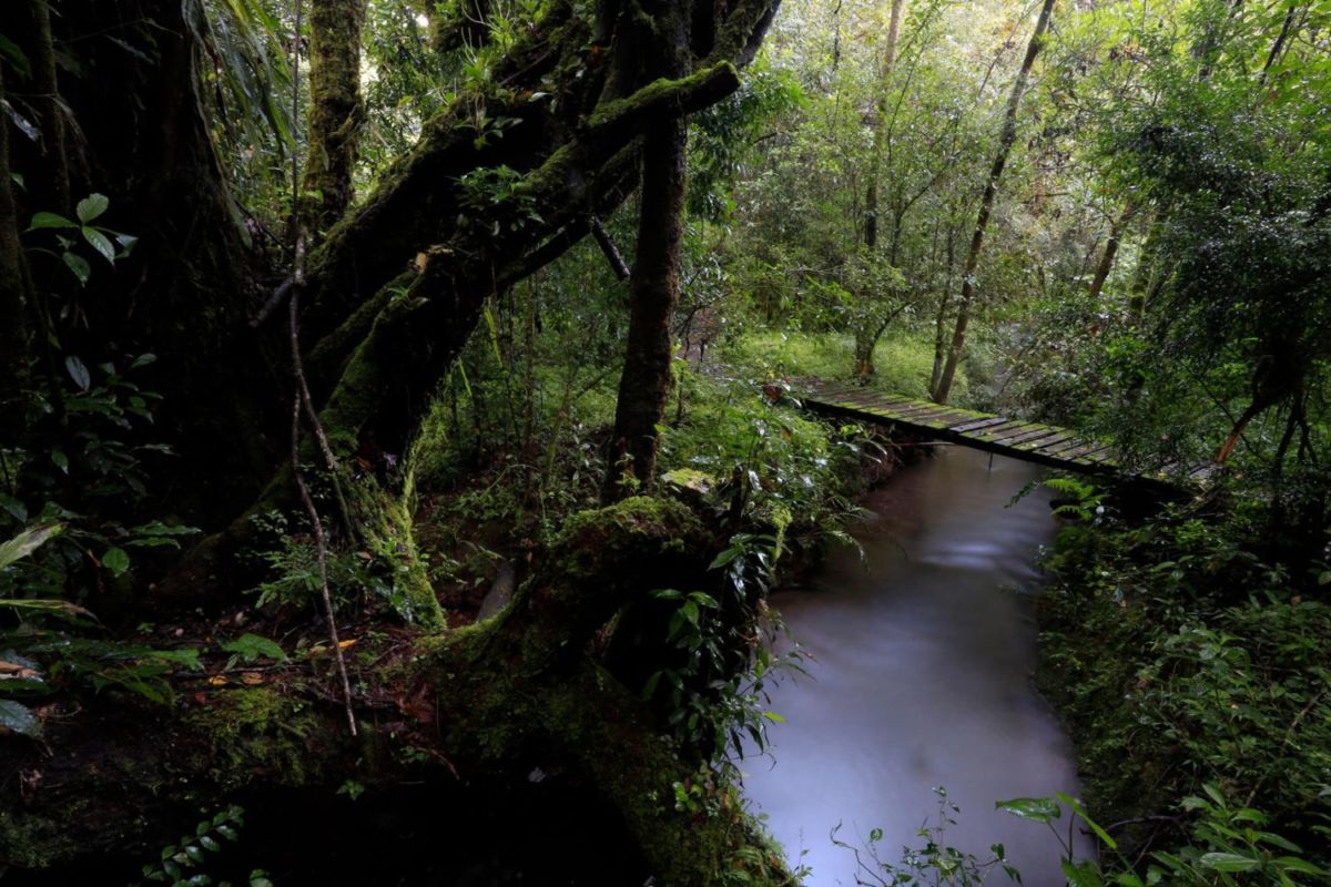 Experimenta el turismo regenerativo en este misterioso bosque de niebla en Huatusco