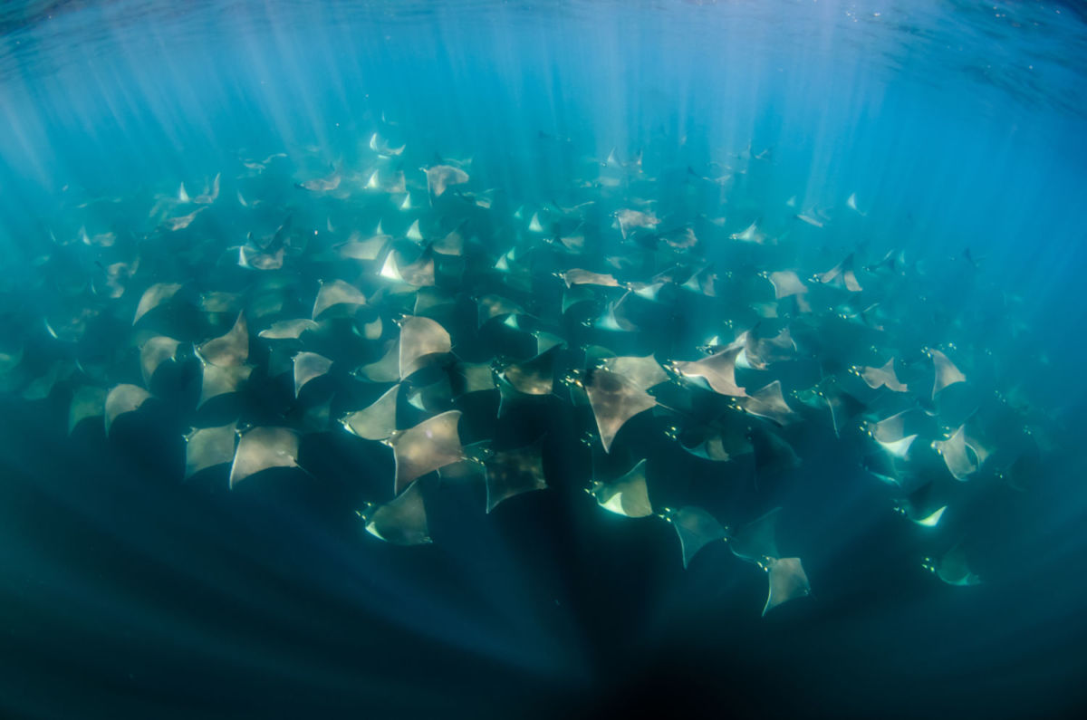 Cabo Pulmo Baja California Sur