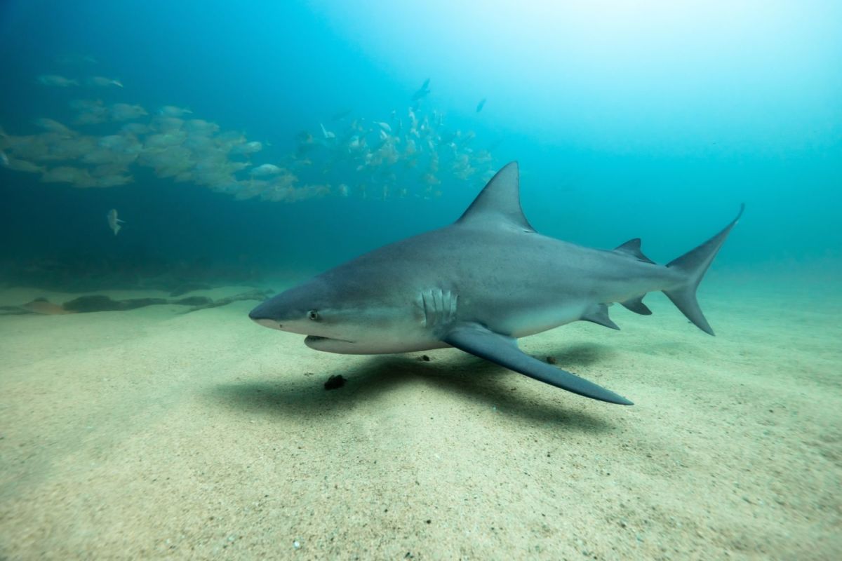 Cabo Pulmo Baja California Sur