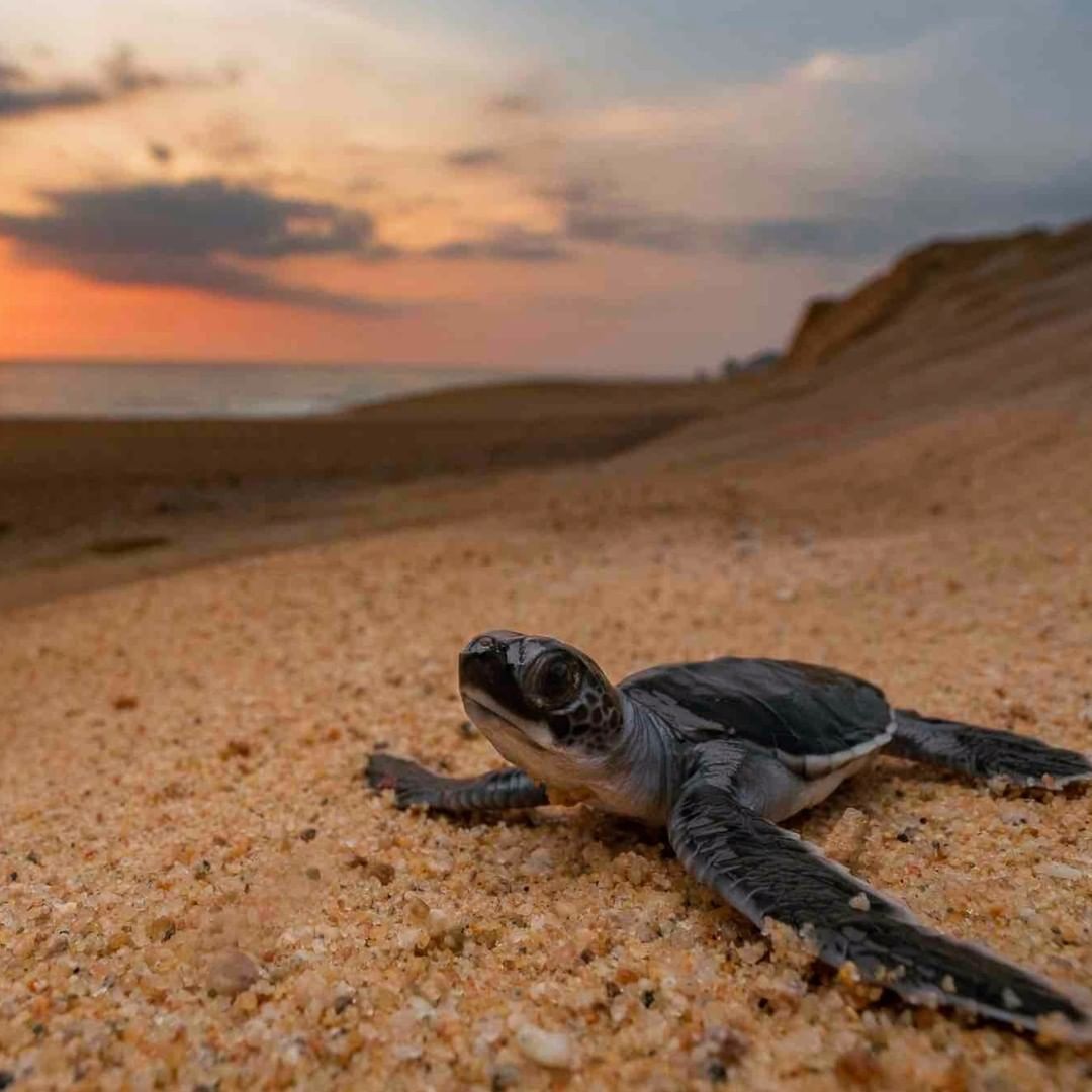 Liberación de tortugas en la playa Bacocho