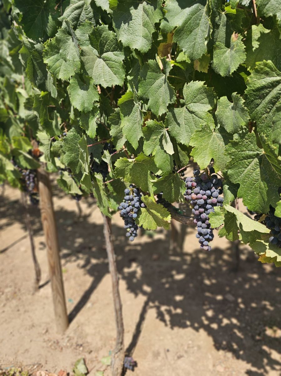 Viñedos en Valle de Guadalupe 