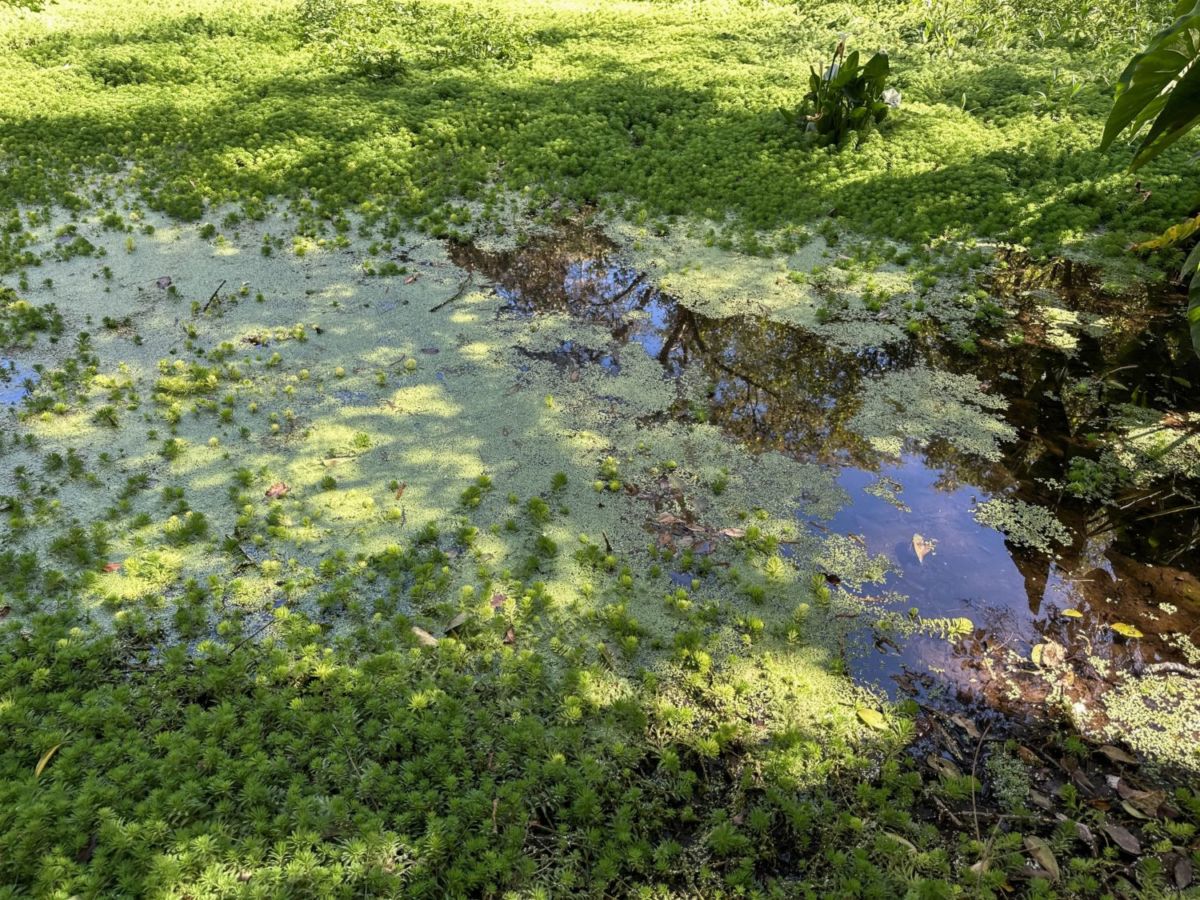 Parque Nacional de los Manantiales