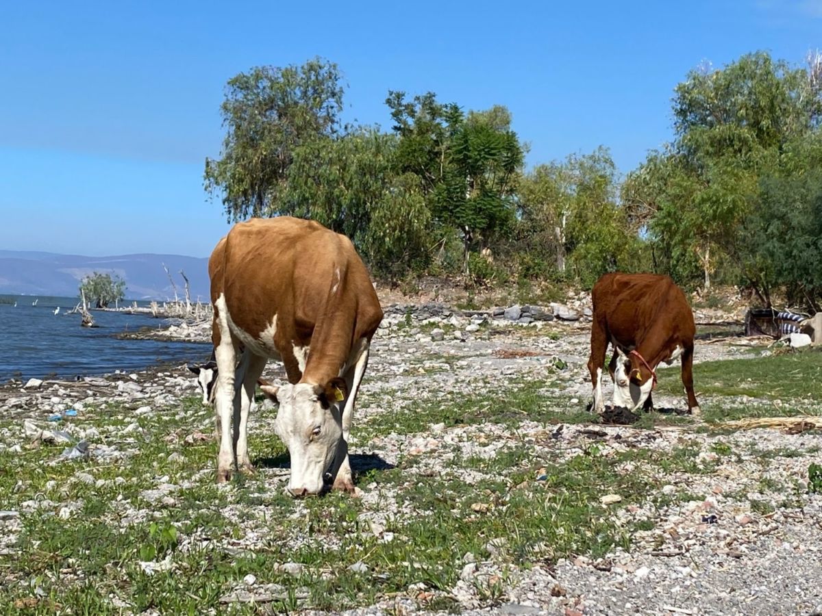 Lagos de moreno Jalisco