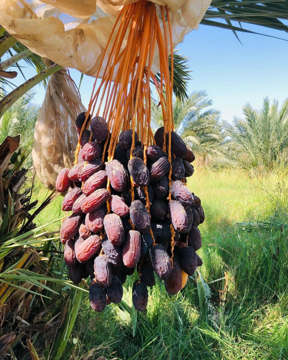 Cultivo de dátiles en Mexicali