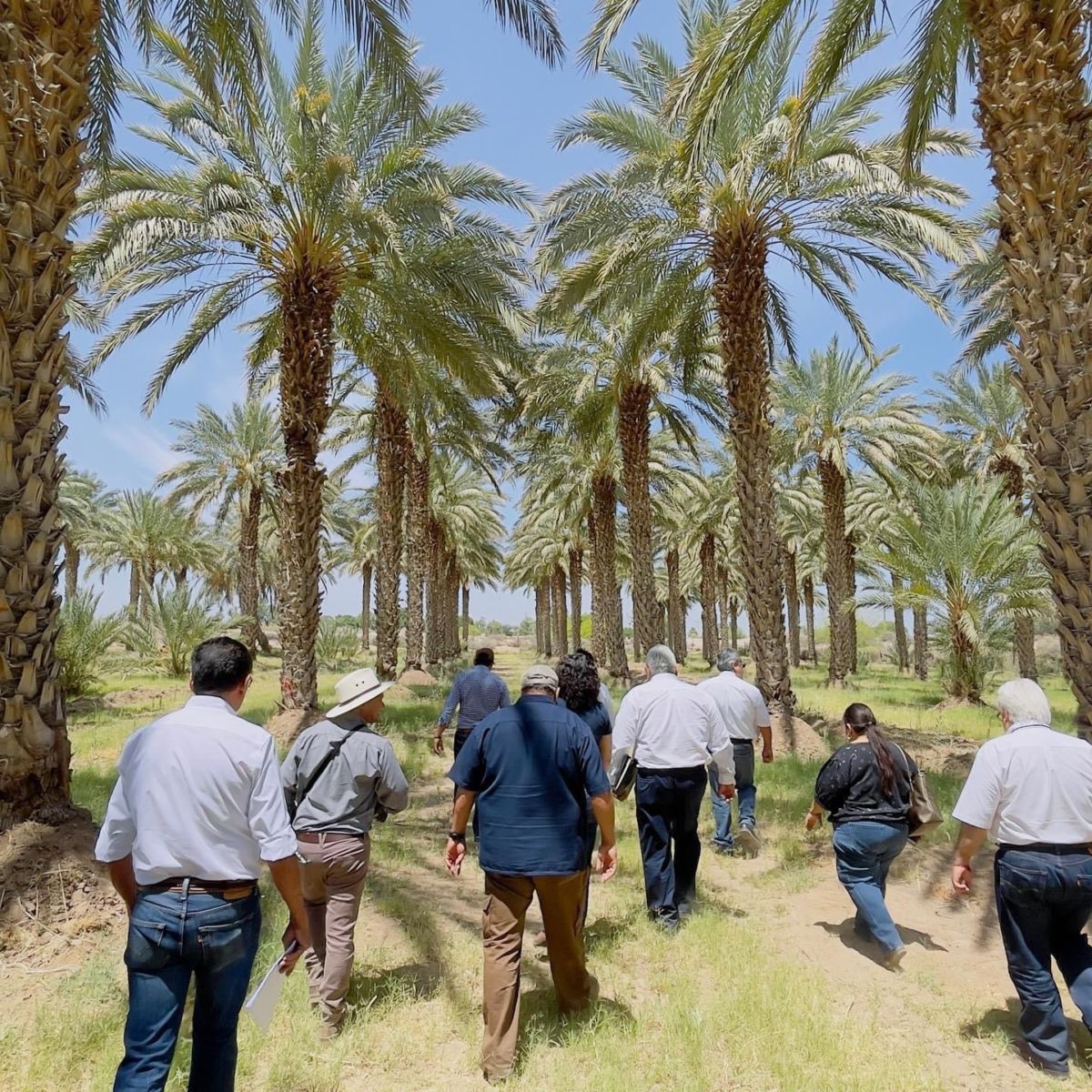 cultivo de dátiles Mexicali