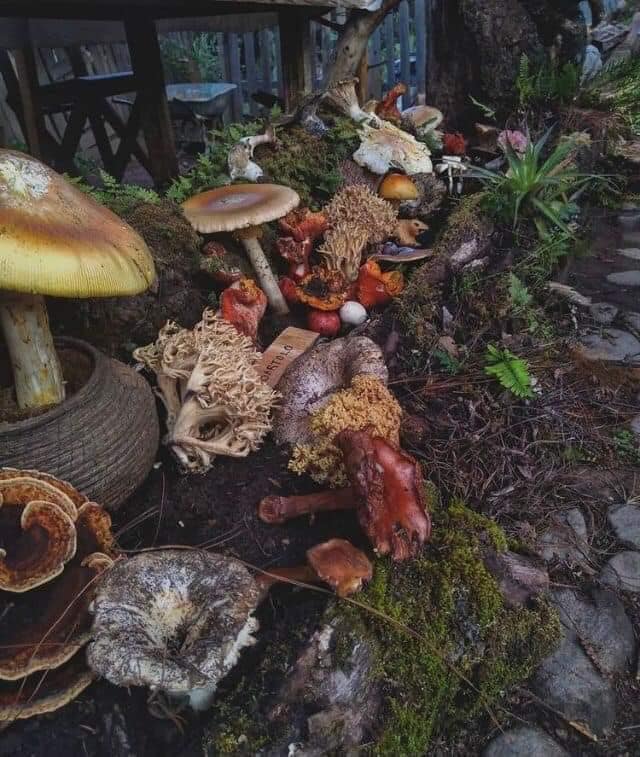 hongos en minatitlan colima