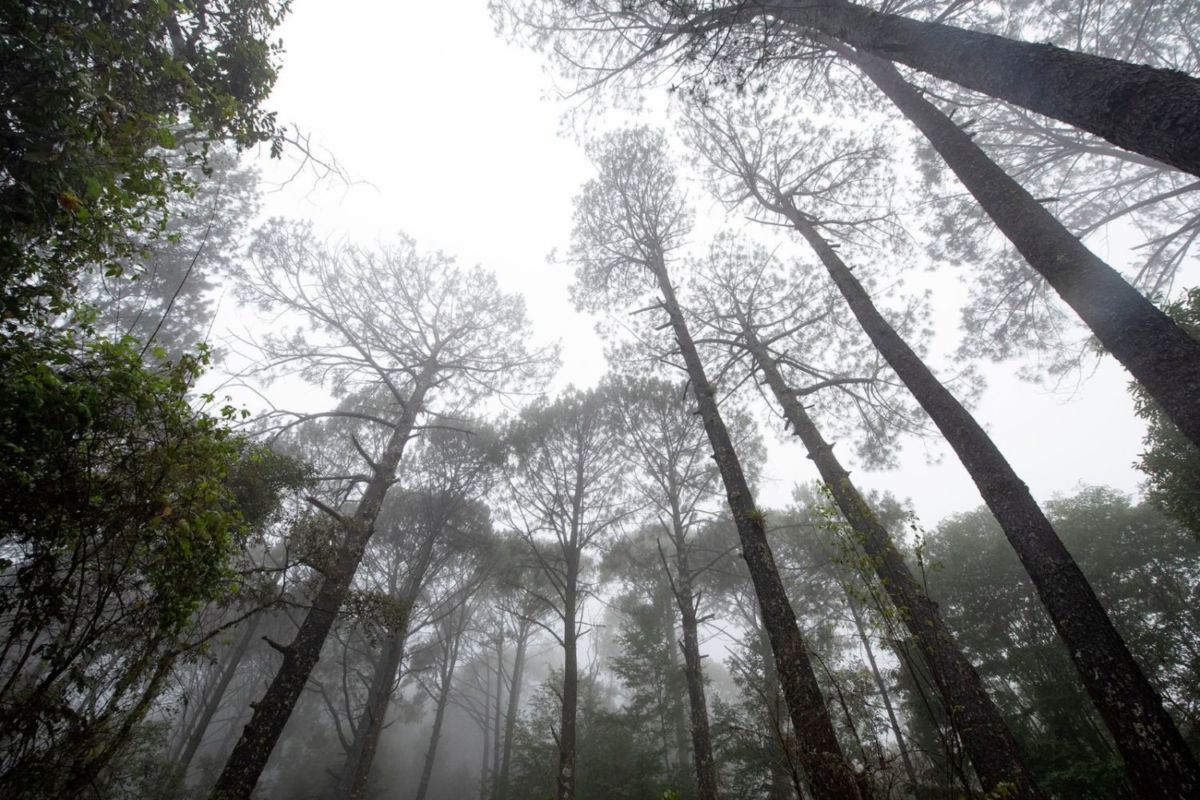 Reserva de la Biosfera Sierra de Manantlán