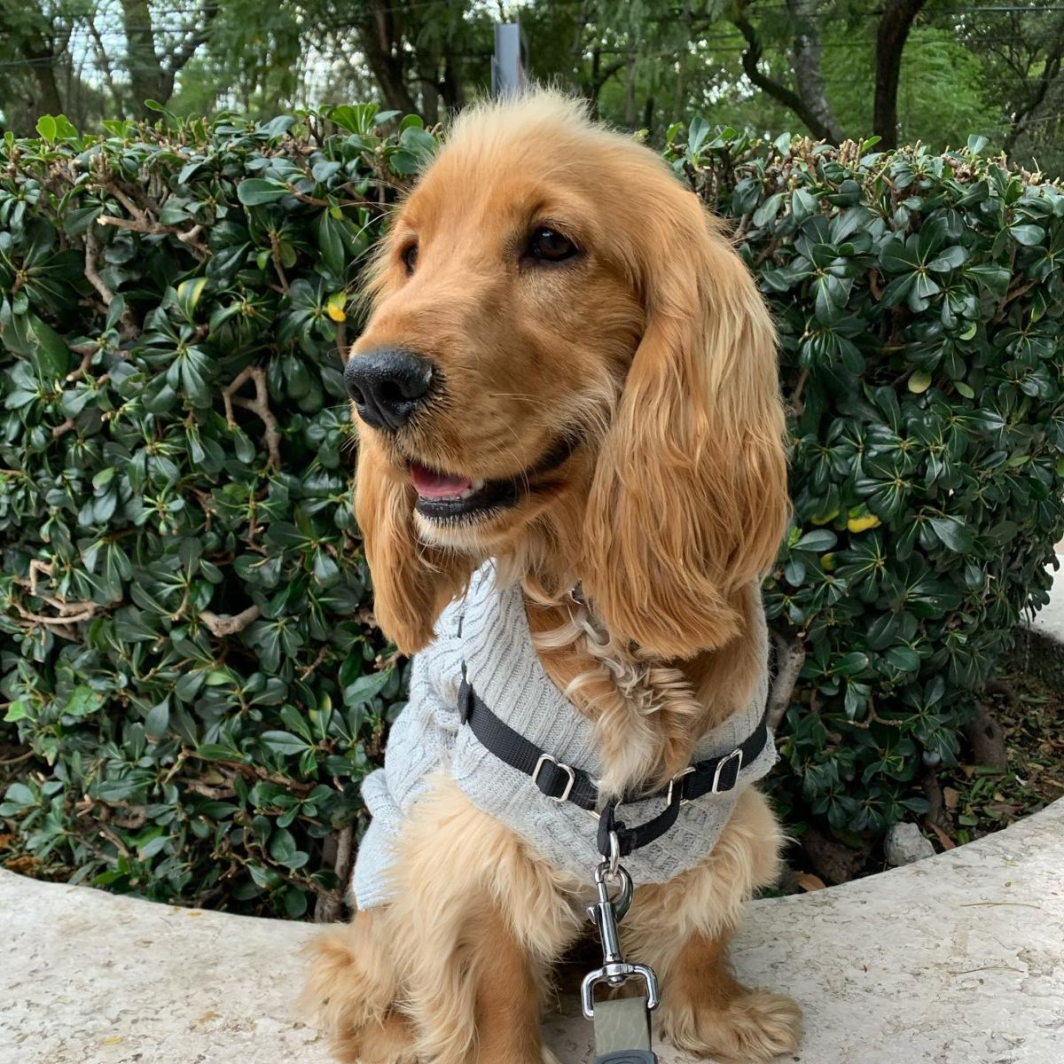 parques pet-friendly en la cdmx