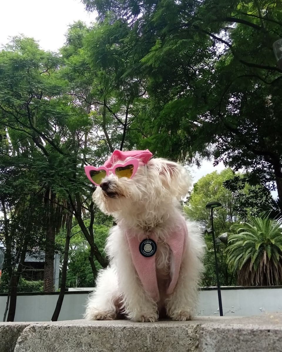 parques pet-friendly en la cdmx