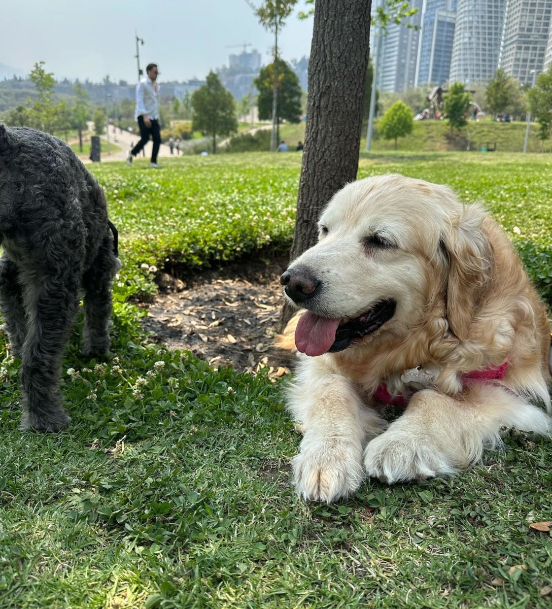 parques pet-friendly en la cdmx
