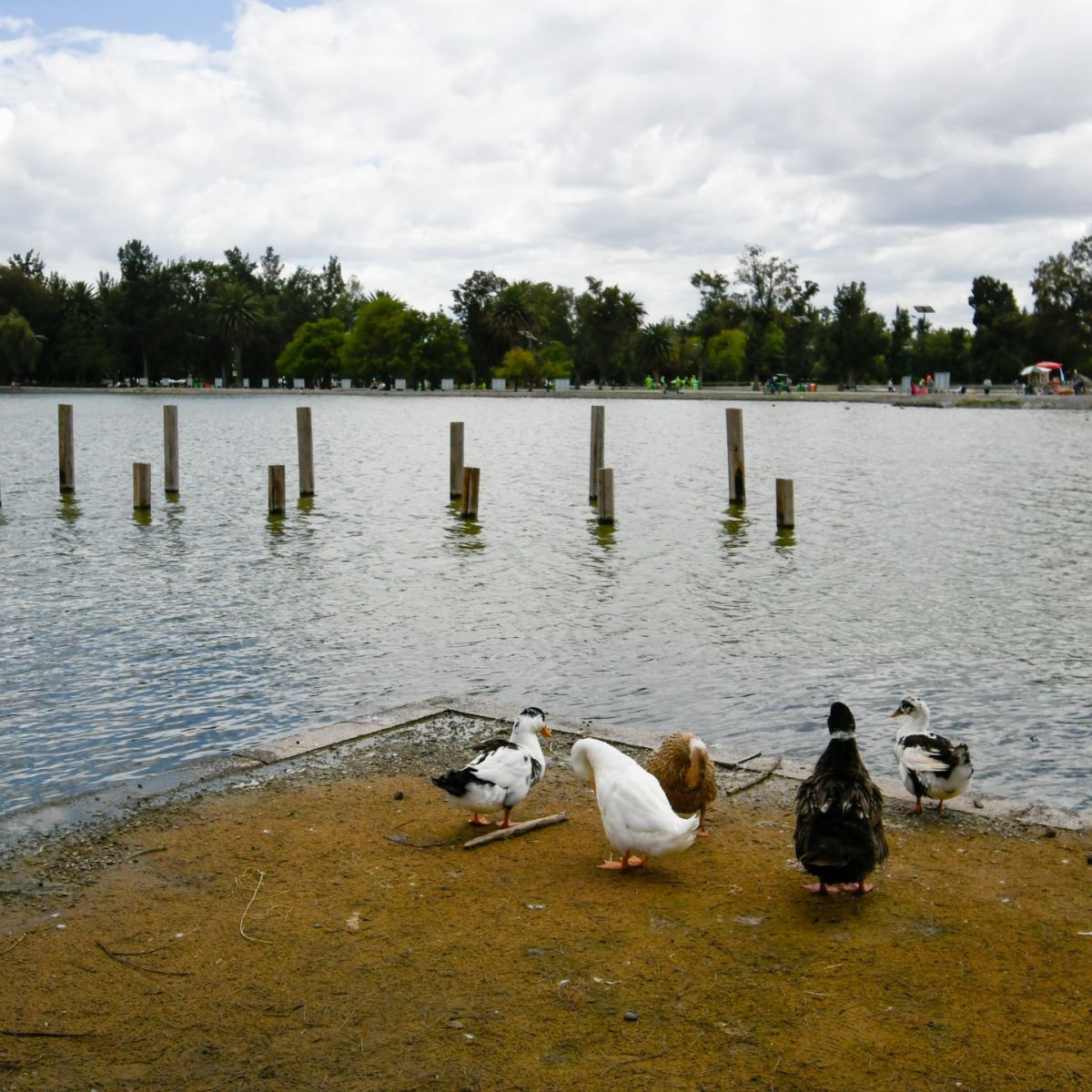 parques pet-friendly en la cdmx