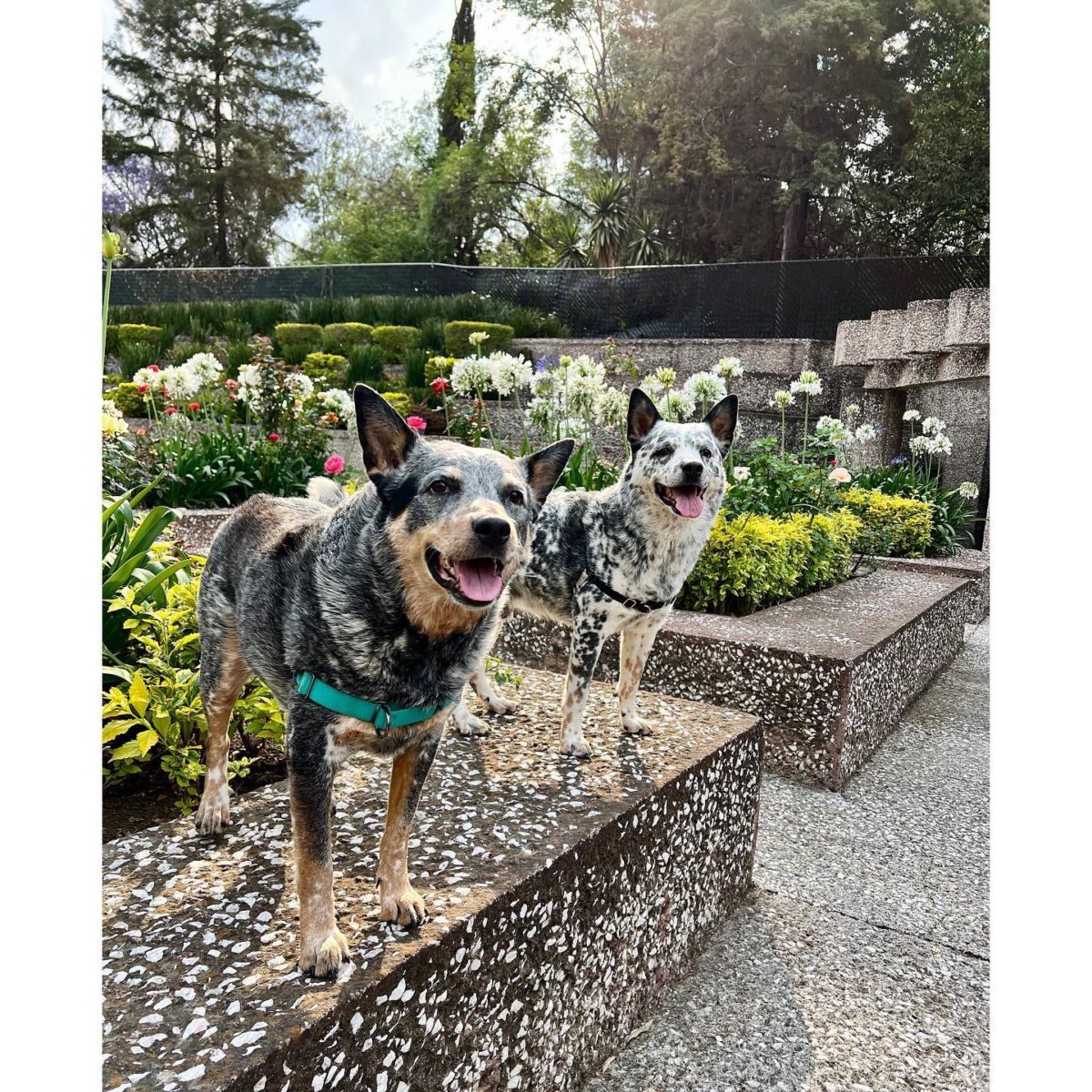 parques pet-friendly en la cdmx
