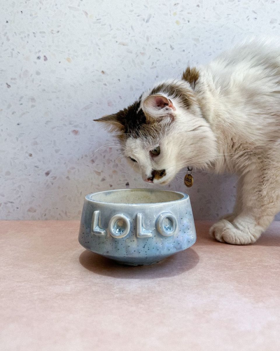 tazones para mascotas 