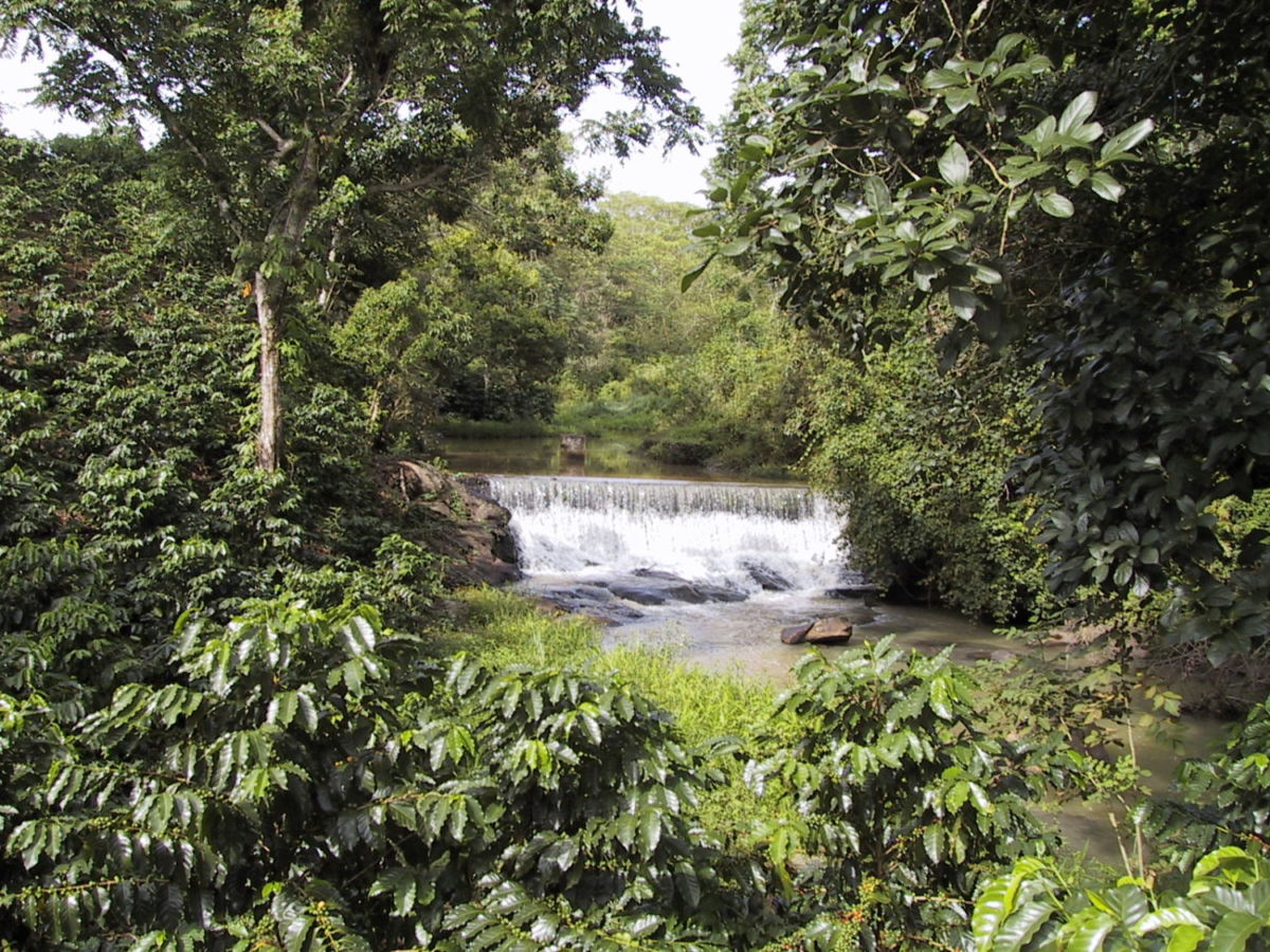 Zihuateutla ruta del café