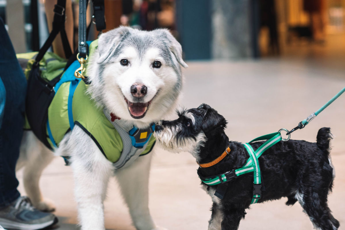 parques pet-friendly en la cdmx