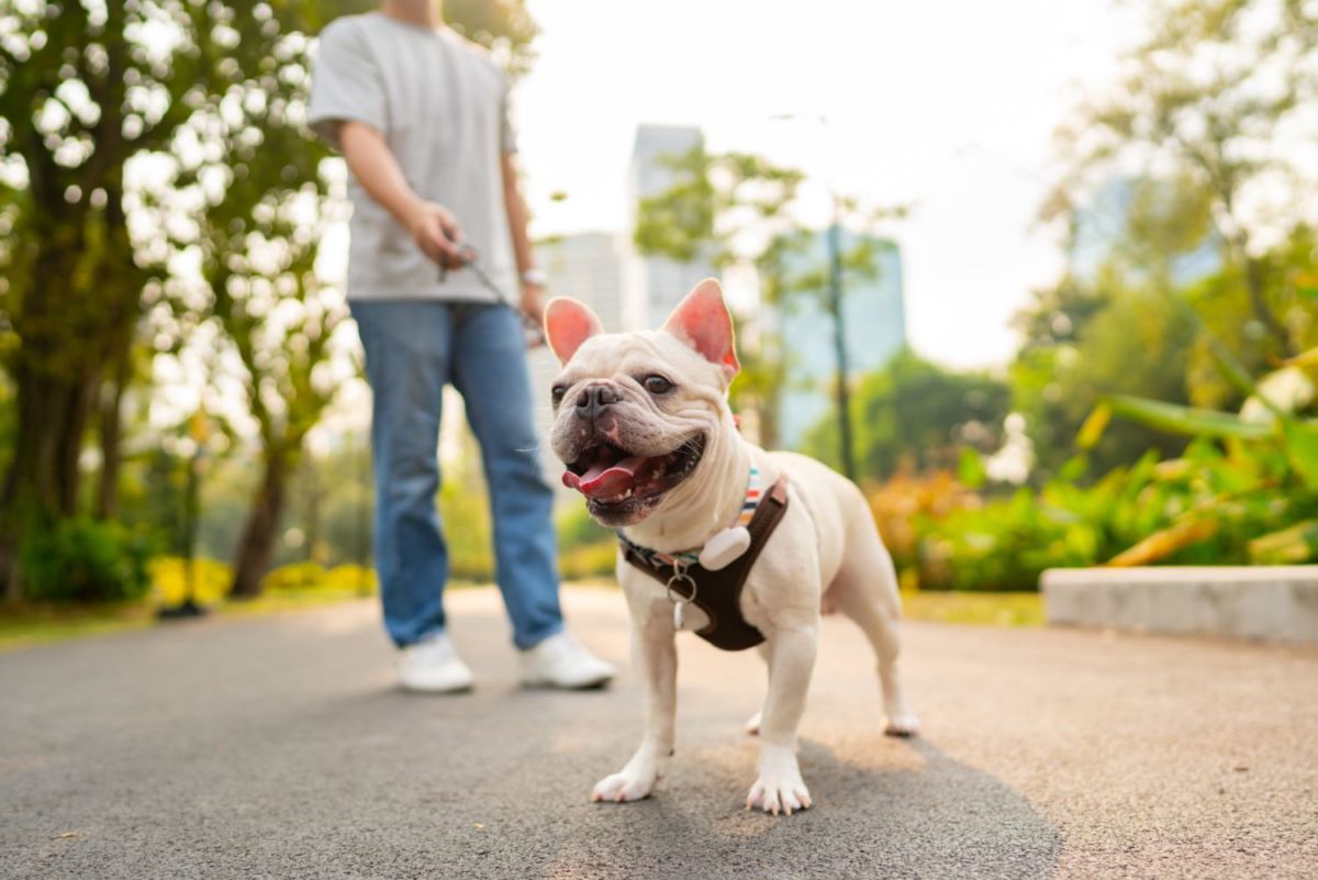 parques pet-friendly en la cdmx