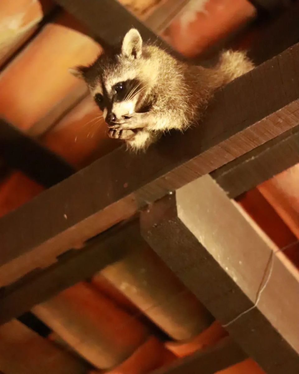 Taquería los Mapaches en Puerto Vallarta
