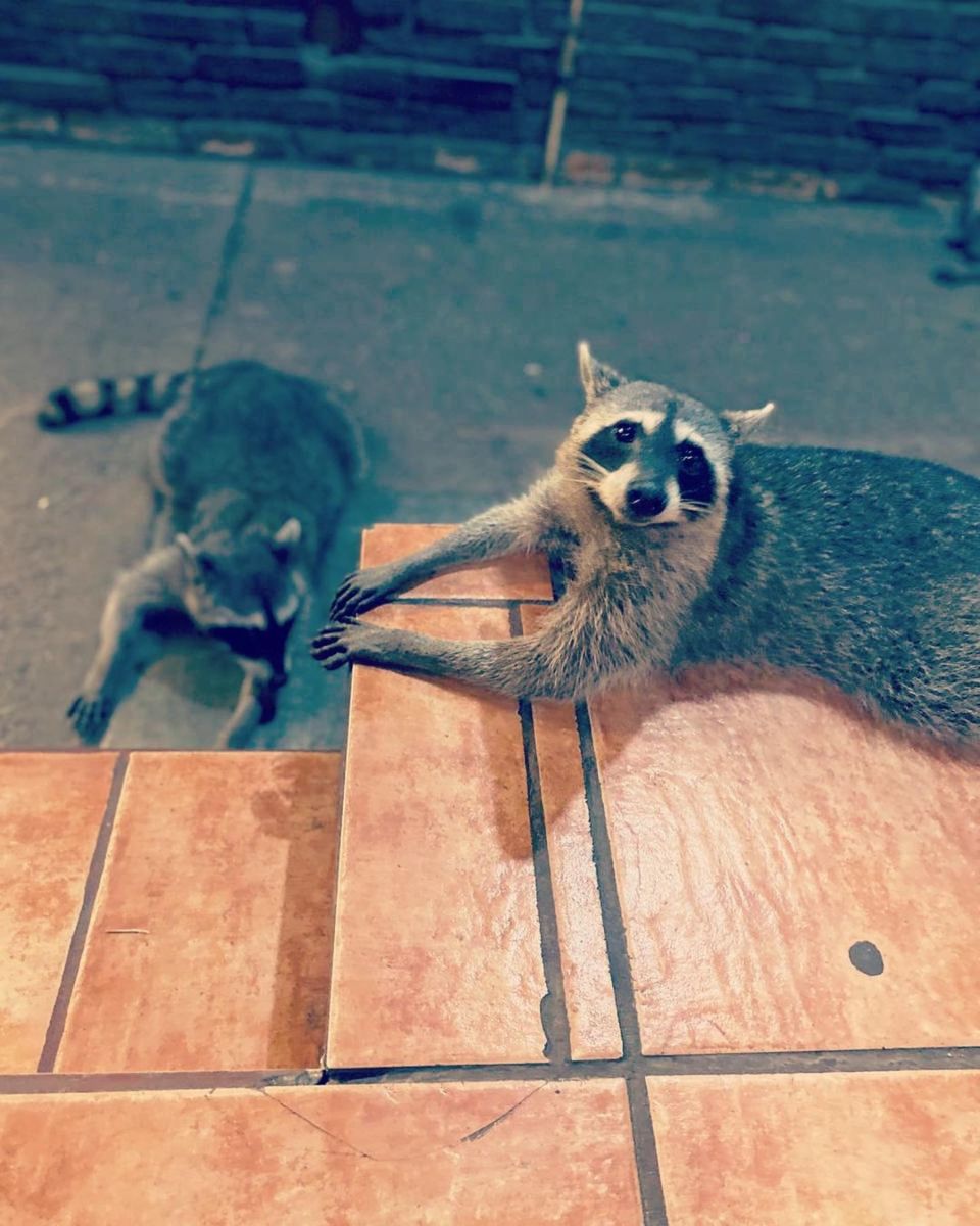 Taquería Los Mapaches en Puerto Vallarta