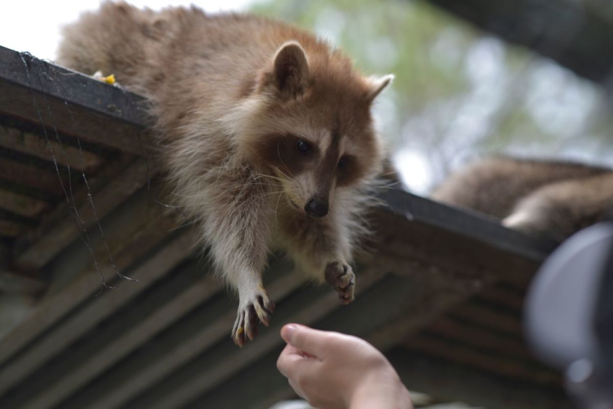 En esta taquería de Puerto Vallarta comes y cenas entre adorables mapaches