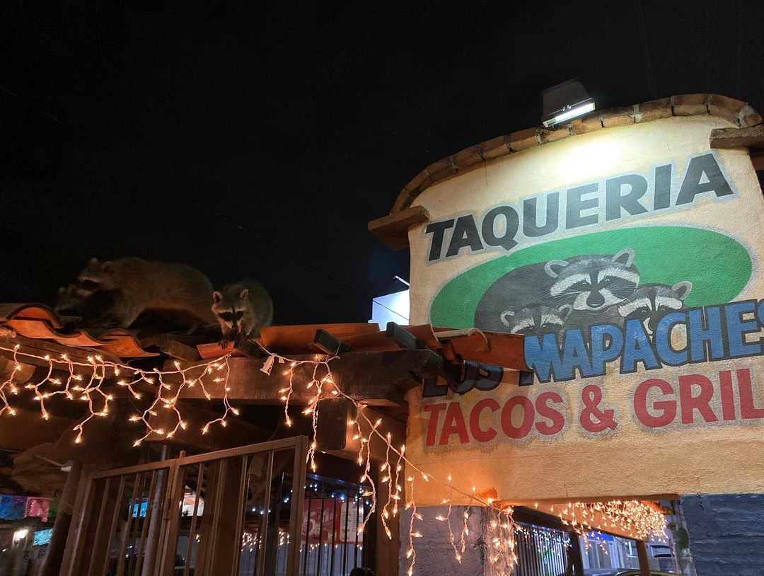 Taquería los Mapaches en Puerto Vallarta