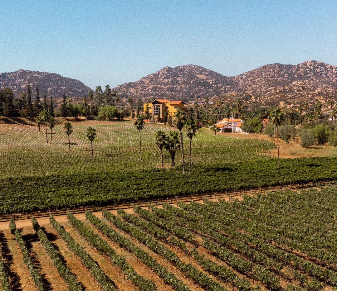 Encino de Piedra