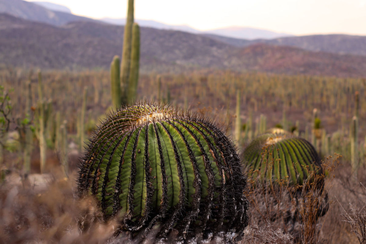 Biznagas en la Resrva de la Biósfera de Tehuacán