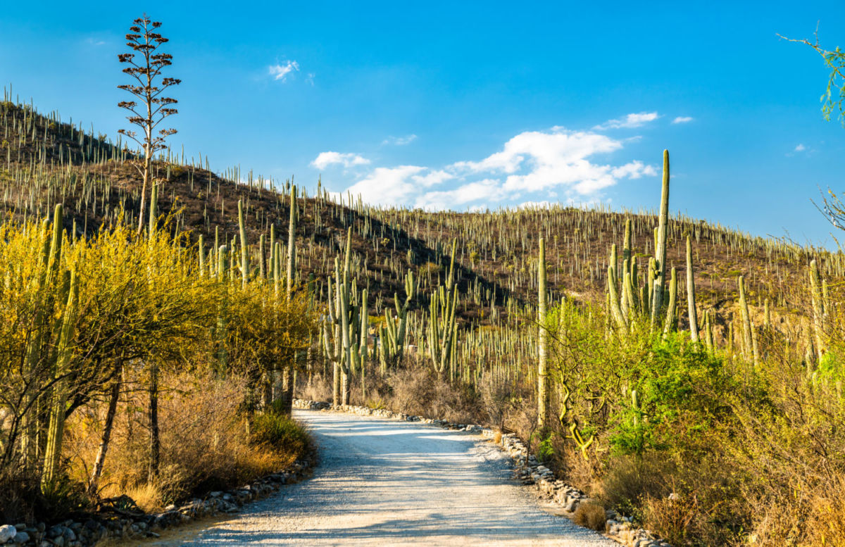 Esta ciudad en medio del bosque (a solo 2 horas de Puebla) tiene fósiles, manantiales y mucha historia