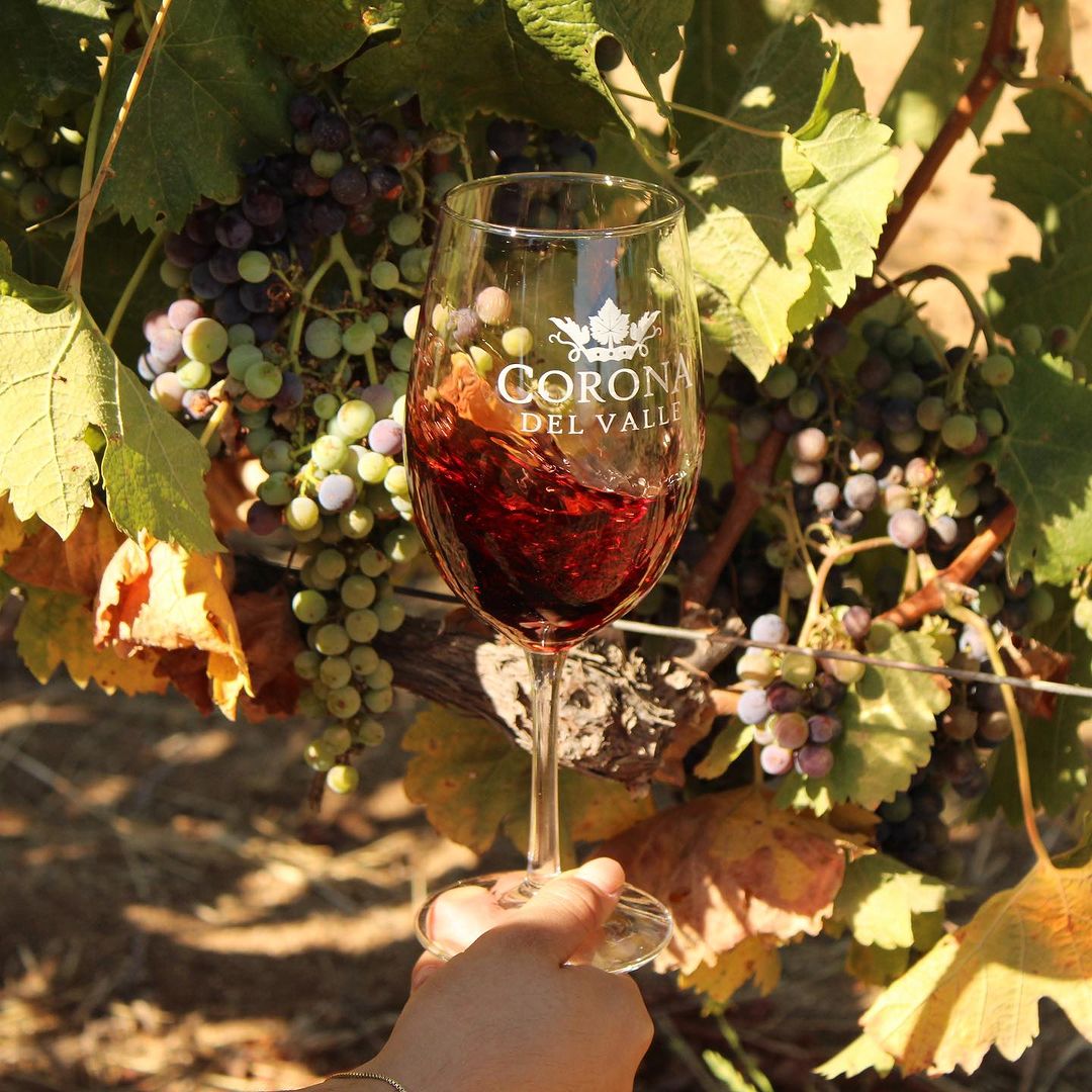 viñedos en baja california norte