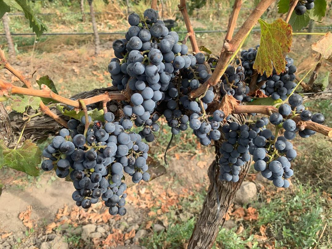 Plantación de Merlo
