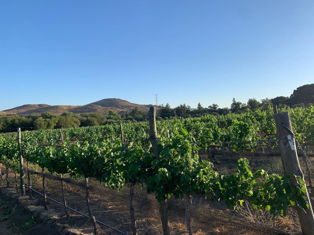 viñedos en baja California norte 