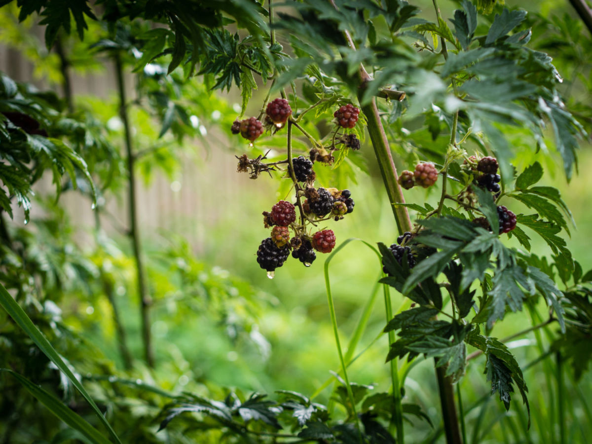 cultivo de zarzamoras