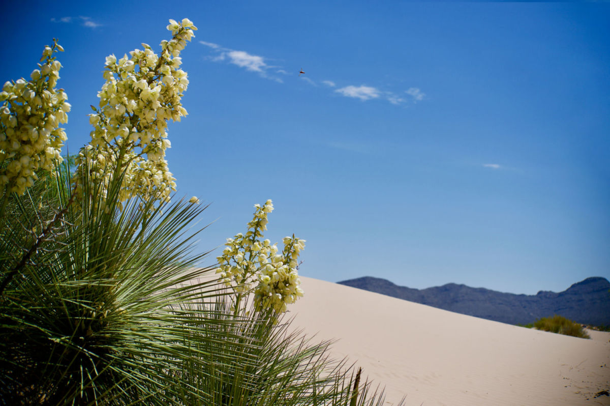 desiertos de México