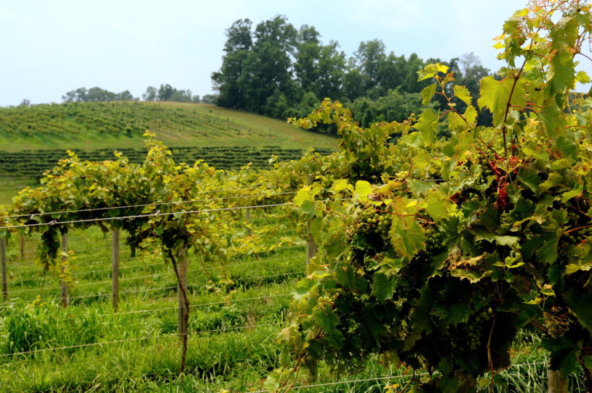 Viñedos en Virginia