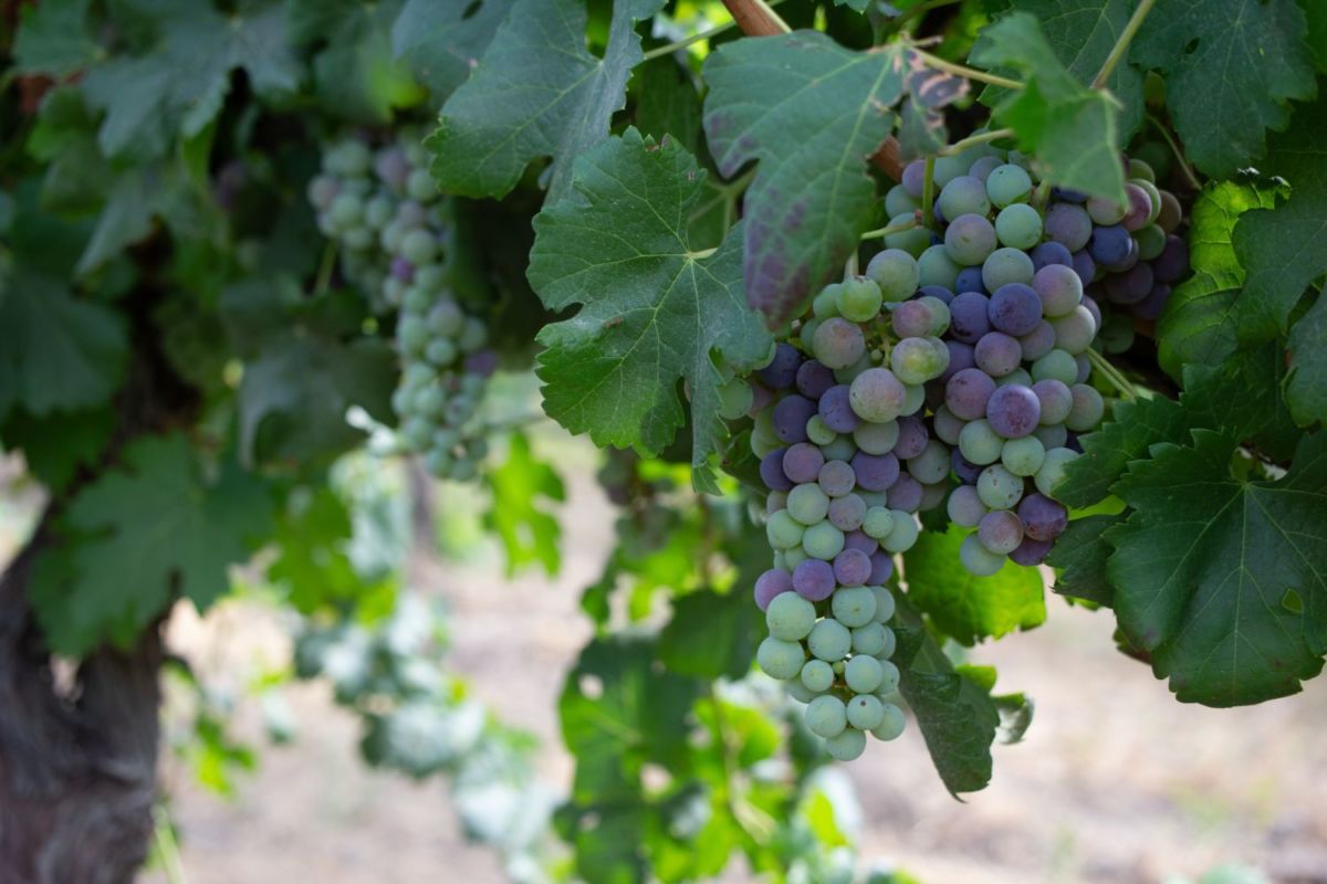 viñedos en Washington 