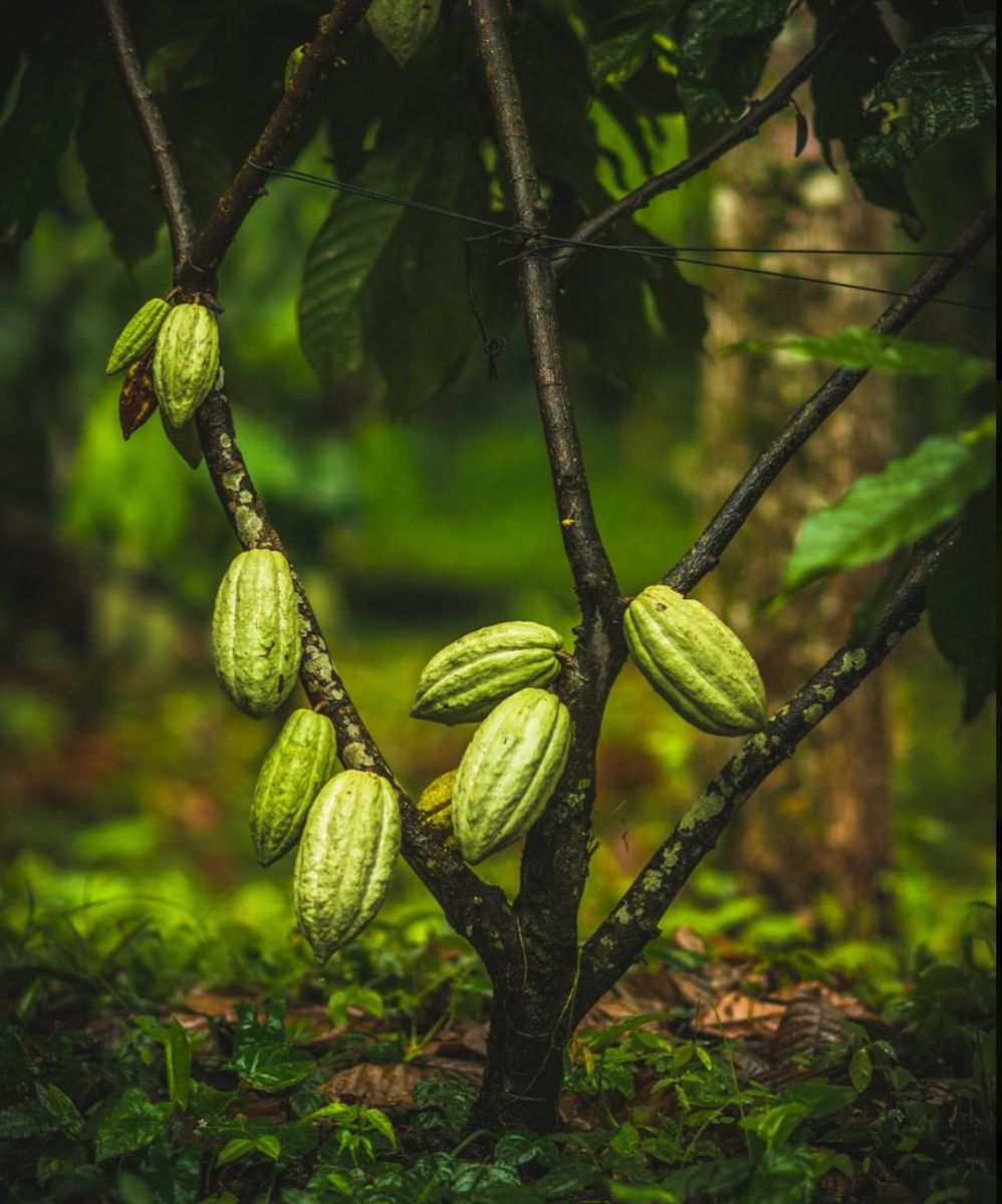chocolates mexicanos