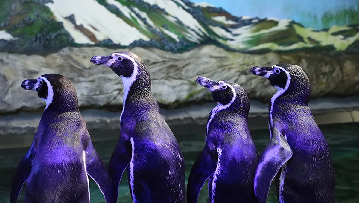 Gran Acuario Mazatlán