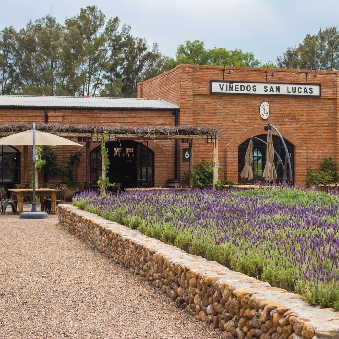 Viñedos San Lucas