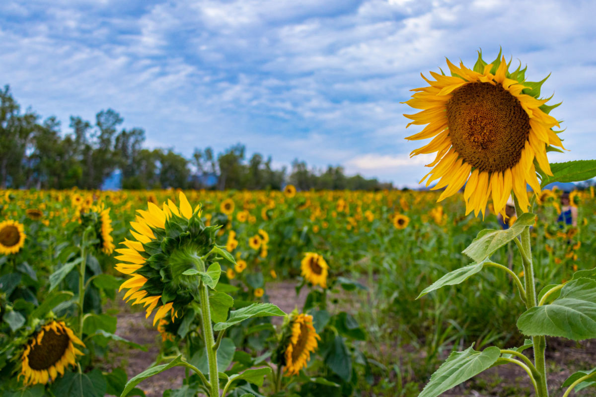 Mocorito Pueblo Mágico de Sinaloa 