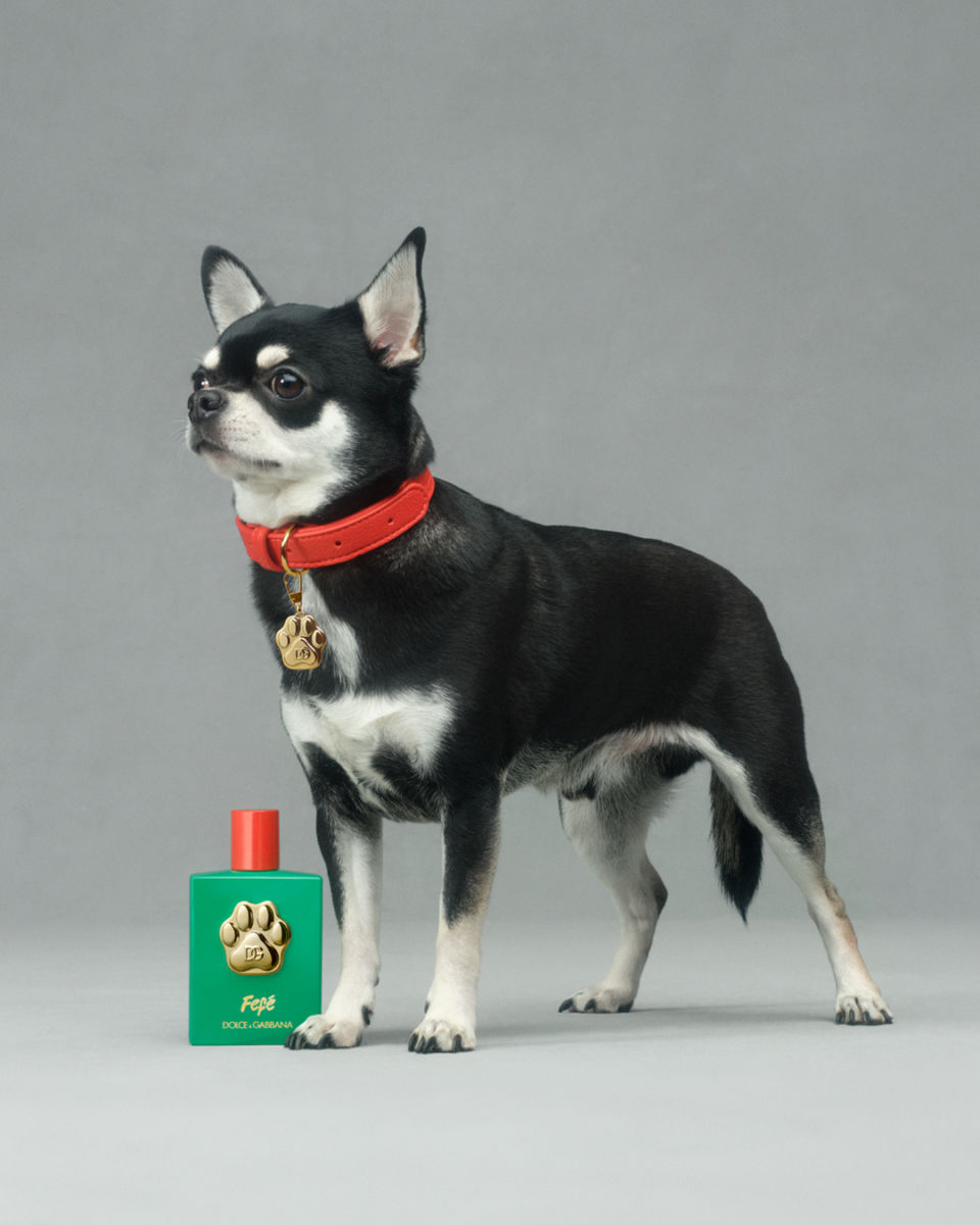 perfume para perros dolce gabbana