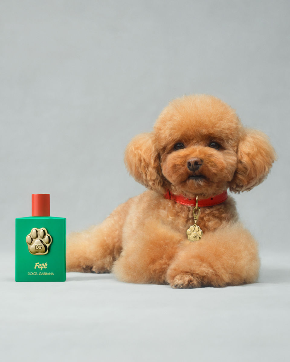 perfume para perros dolce gabbana