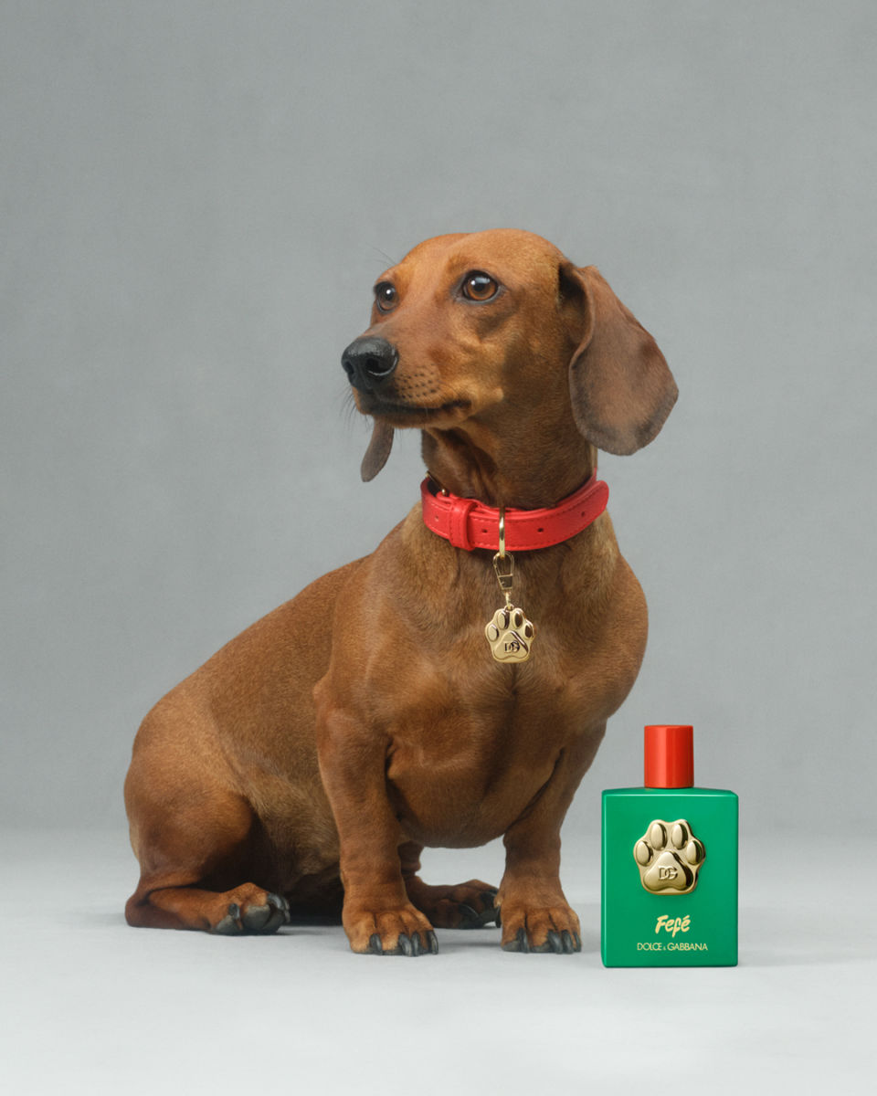 perfume para perros 