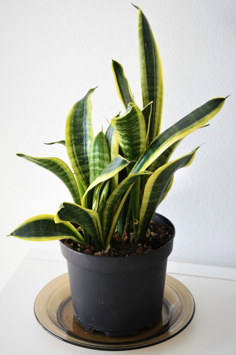 plantas resistentes para el hogar